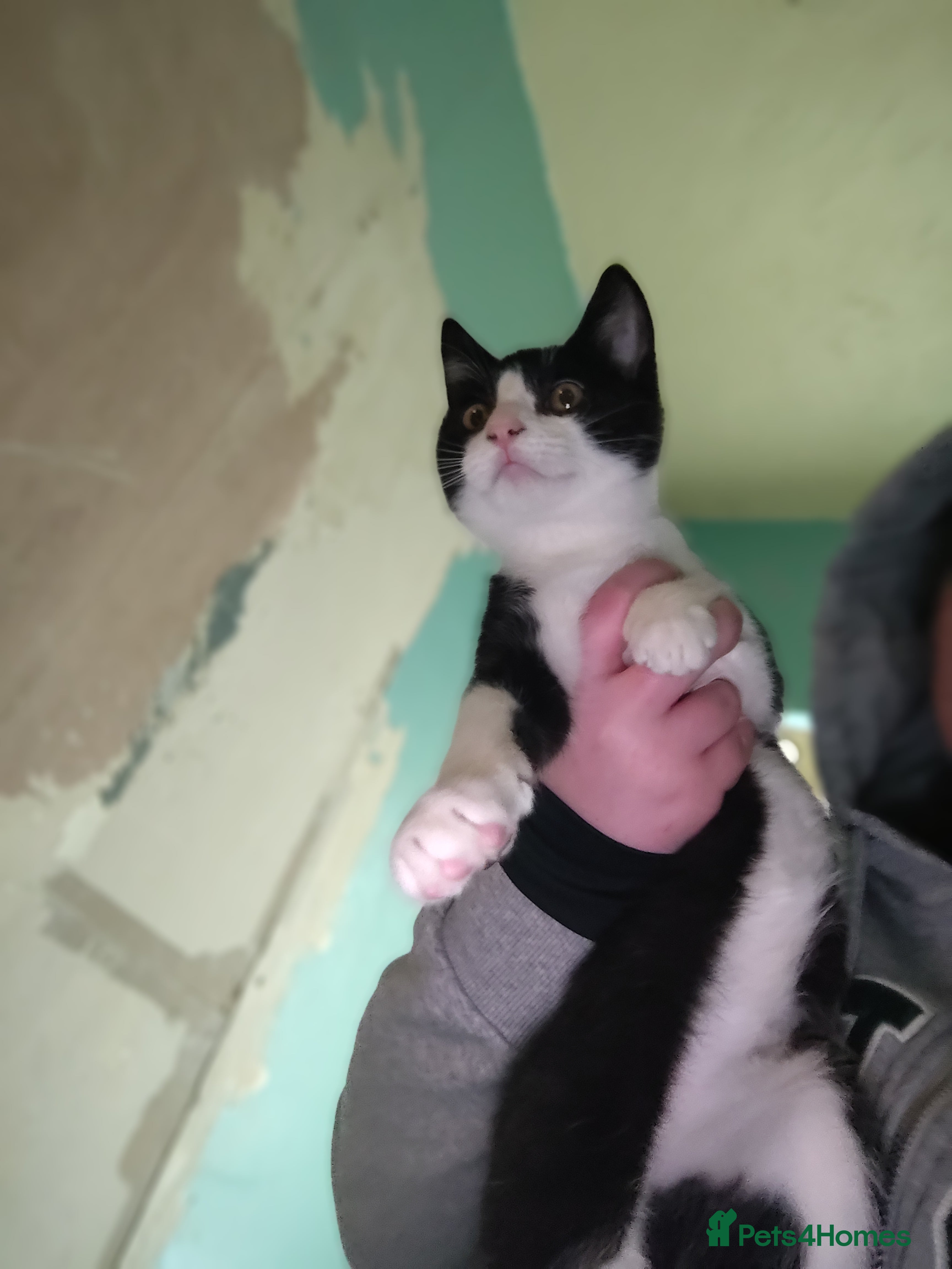 Mixed Breed cats Kitten free to a good home.  - Advert 3