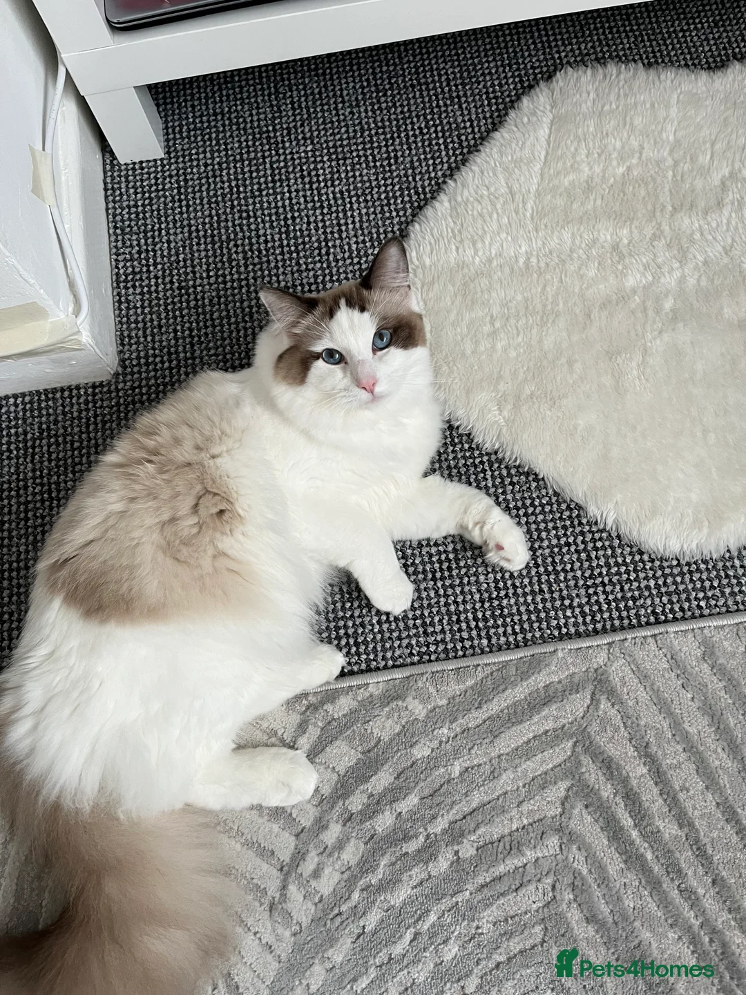 Ragdoll cats for stud: Beautiful Ragdoll available for stud in Liverpool - Advert 3