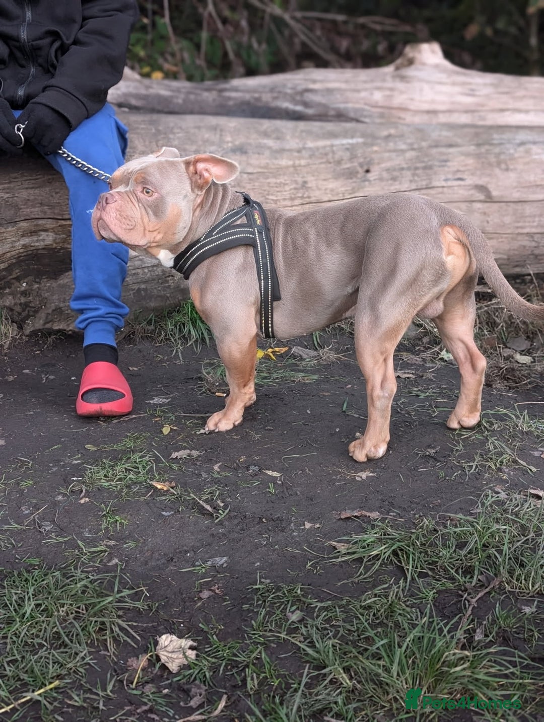 American Bulldog dogs for sale: Pocket bully 2 years old - Image 4