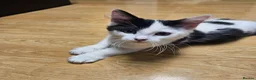 Mixed Breed cats for sale: A newcomer is looking for a home - Advert 5