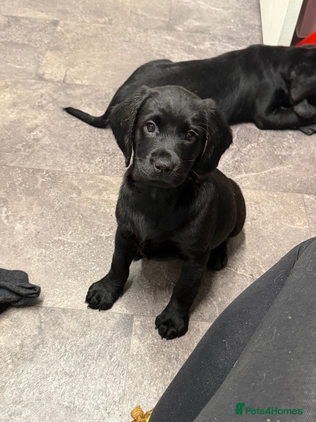 Mixed Breed dogs for sale: Sprockador puppies looking for their new homes!  - Advert 4