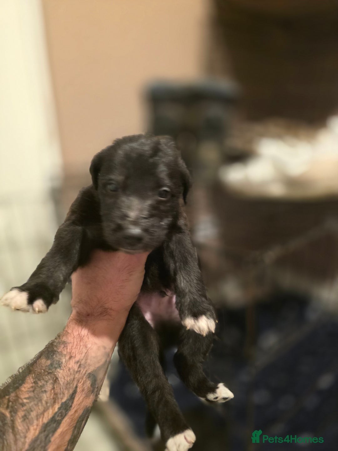 Mixed Breed dogs for sale: Bedlington whippet puppies  - Advert 4