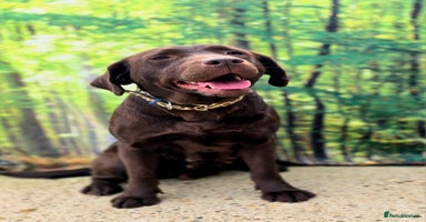 Cockerdor dogs - Advert 6