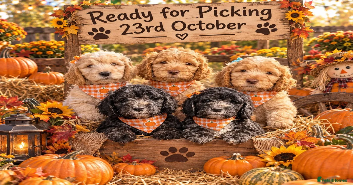 Cockapoo Puppies Colchester for sale in Colchester | Pets4Homes