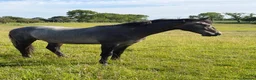 Connemara horses for sale: Llynhelyg wizard  - Advert 3