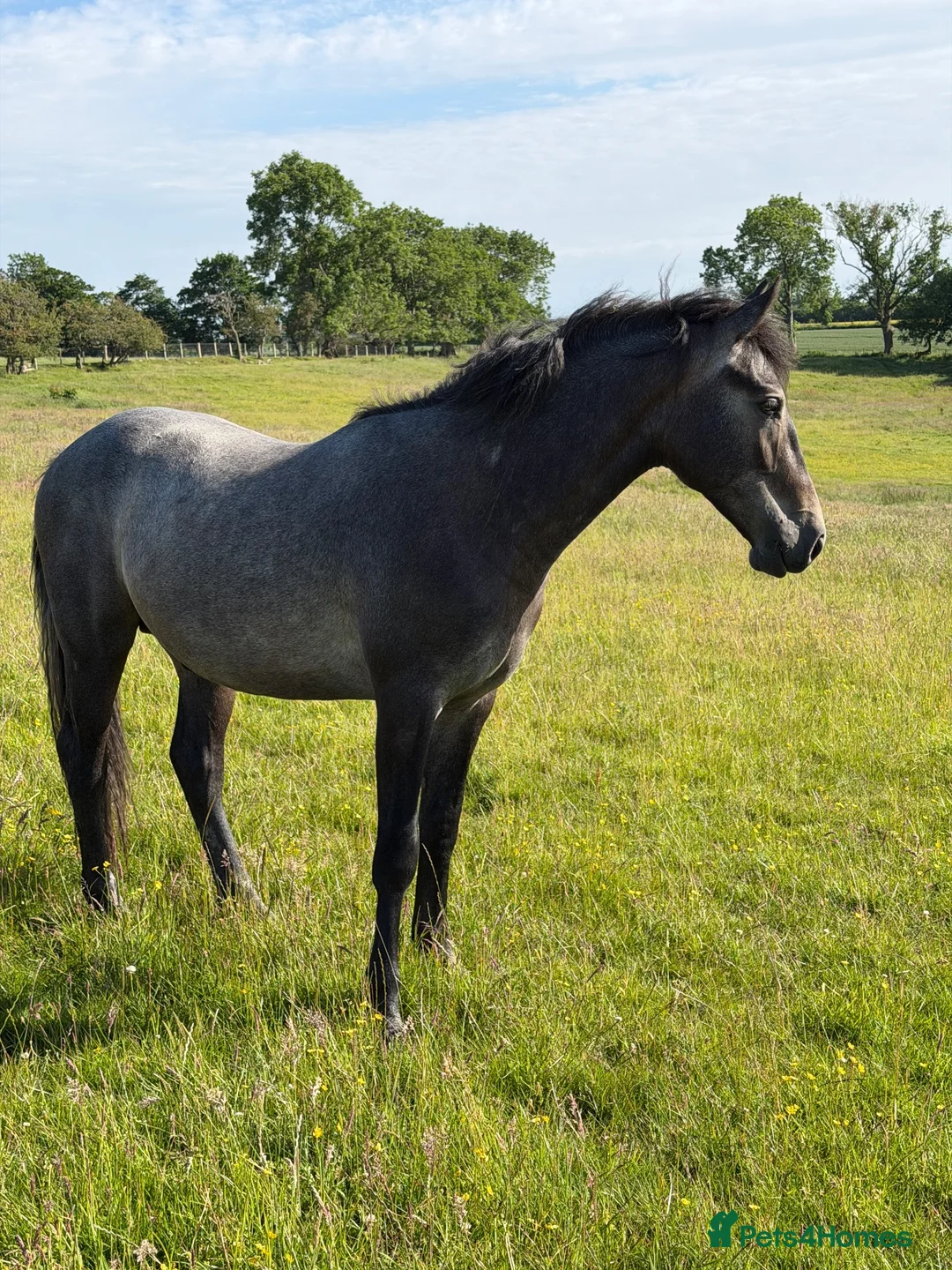Connemara horses for sale: Llynhelyg wizard  - Advert 3