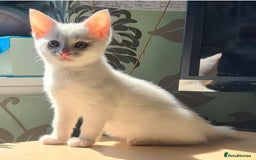 European cats for sale: White kitten - boy in Birmingham - Image 6