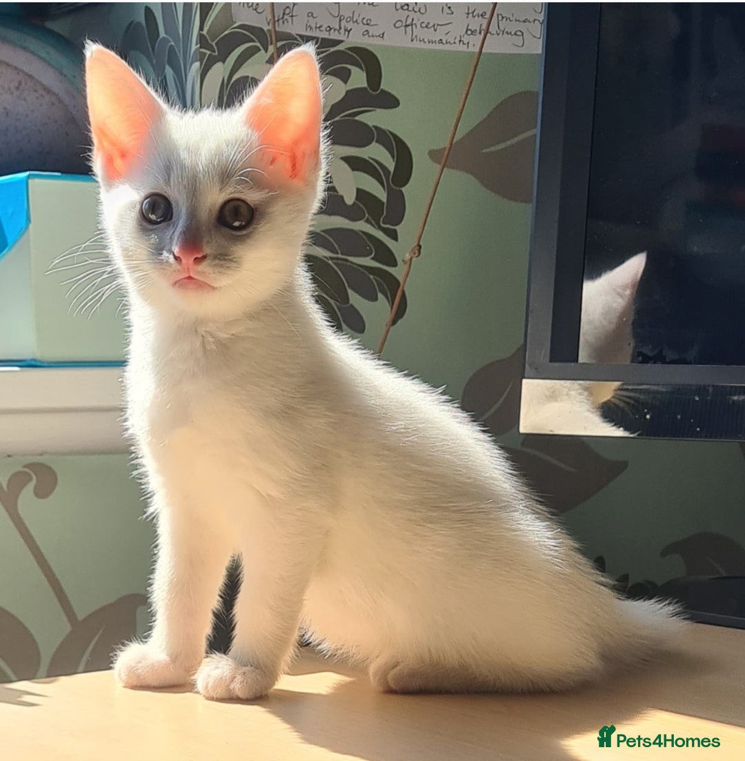 European cats for sale: White kitten - boy in Birmingham - Image 6