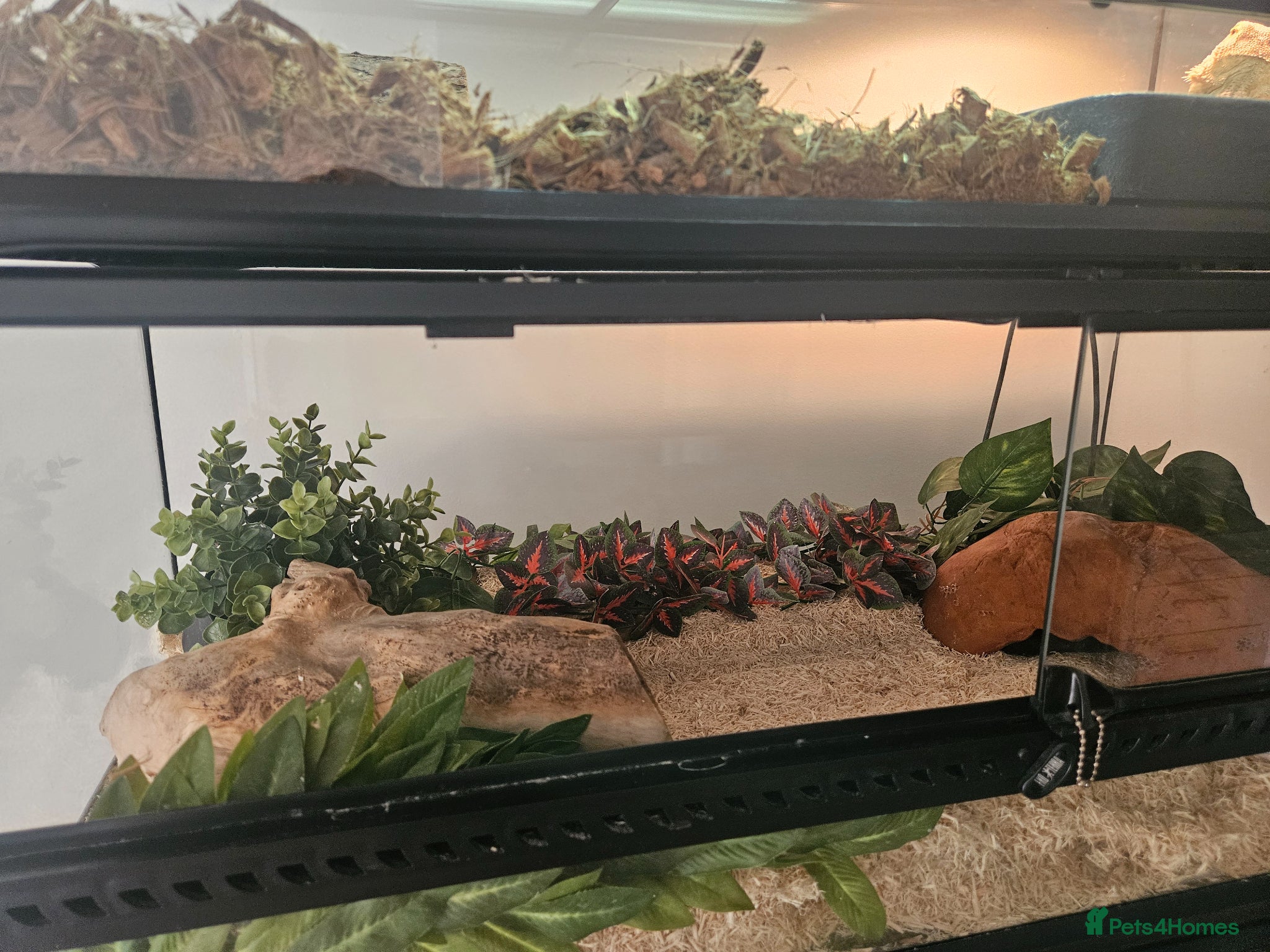 King Snake reptiles Adult female Mexican black kingsnake - Advert 1