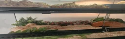 King Snake reptiles for sale: Adult female Mexican black kingsnake in St. Neots - Advert 1