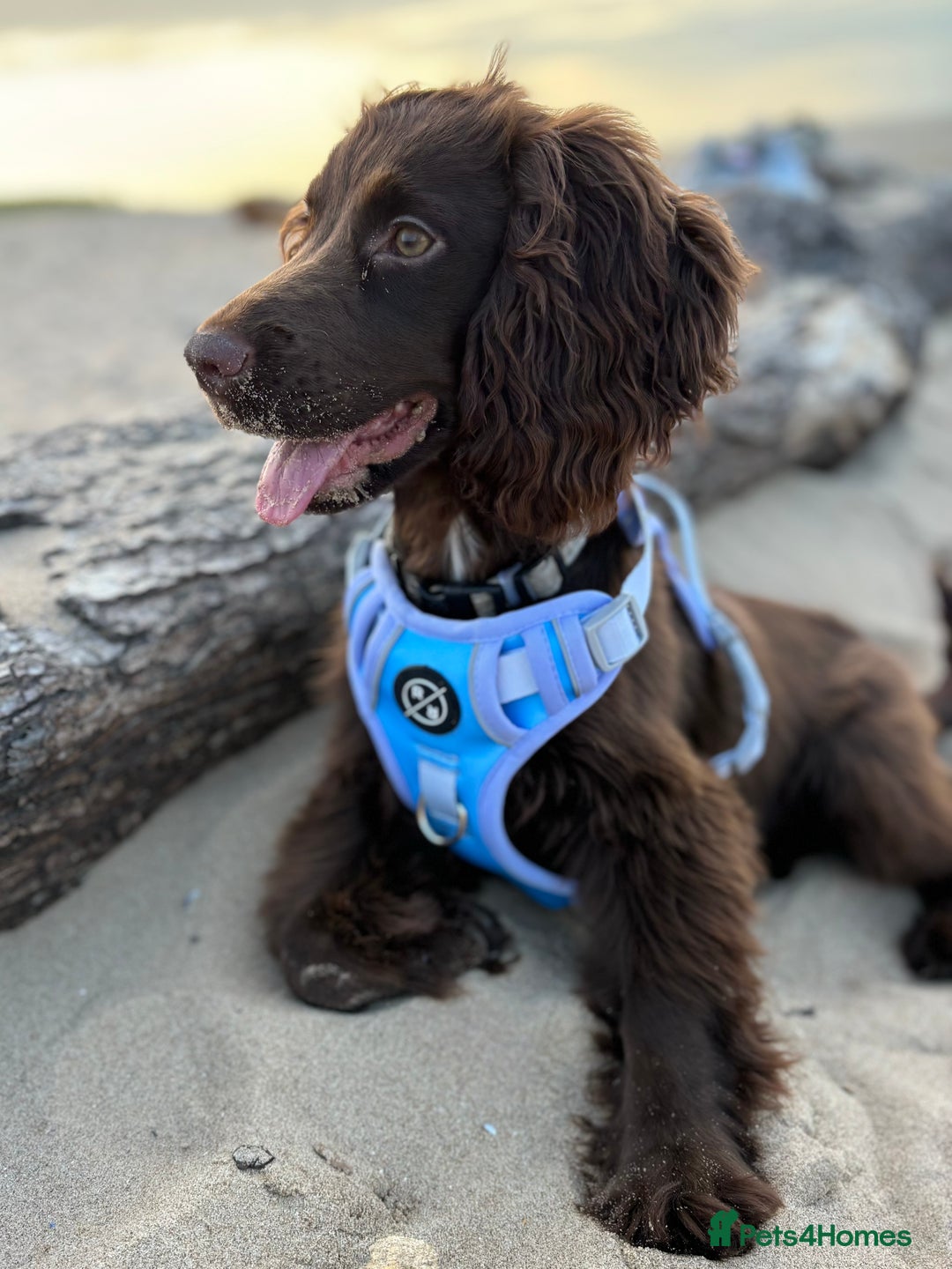 Cocker Spaniel dogs for sale: 10 month old cocker spaniel for sale  - Advert 3