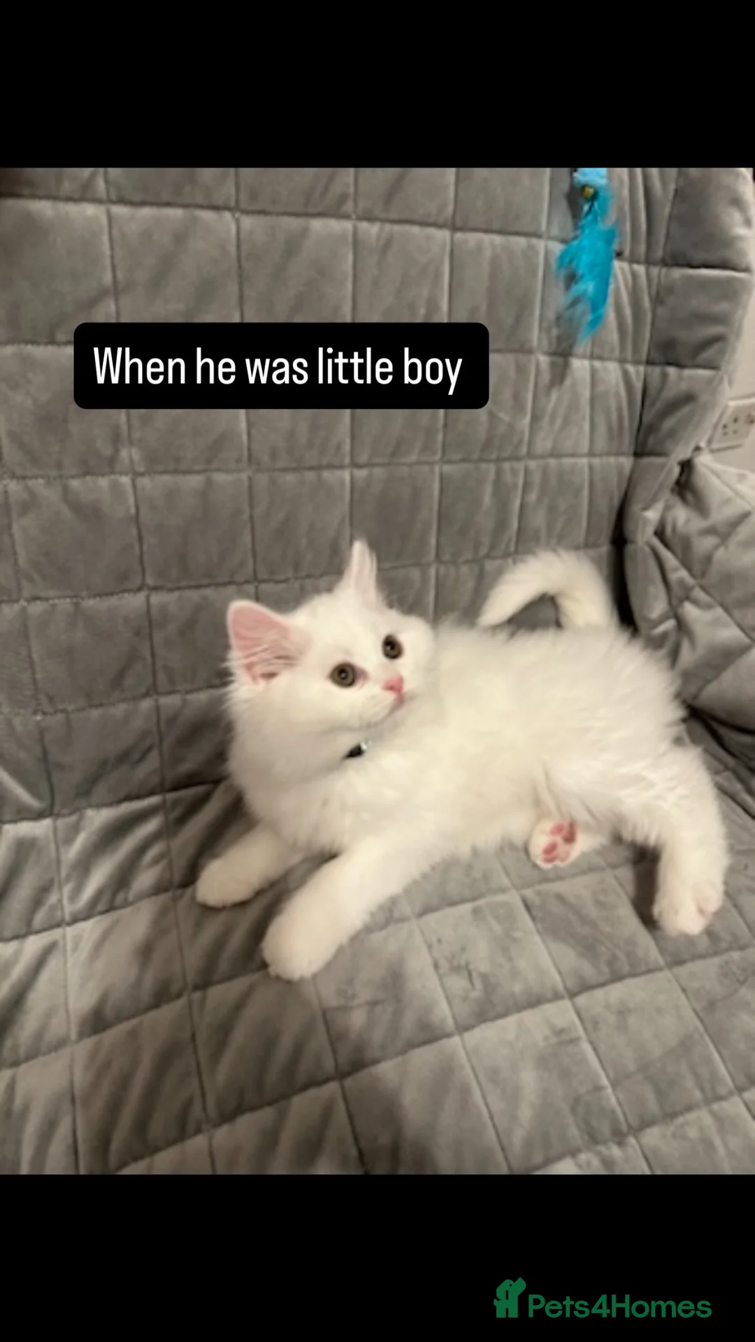 Mixed Breed cats for sale: white Persian x British short hair ready to leave  - Advert 11