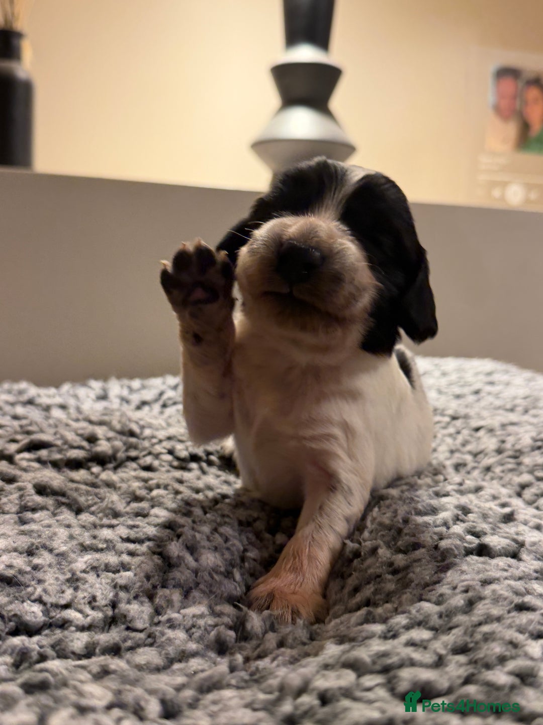 Sprocker dogs for sale: Sprocker spaniel puppies - Advert 2