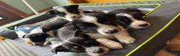 Border Collie dogs for sale: Border Collie Puppies  - Advert 6