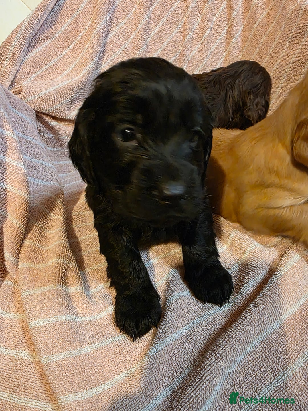 Cocker Spaniel dogs for sale: Beautiful Working KC Reg Cocker Spaniels Puppies - Advert 13