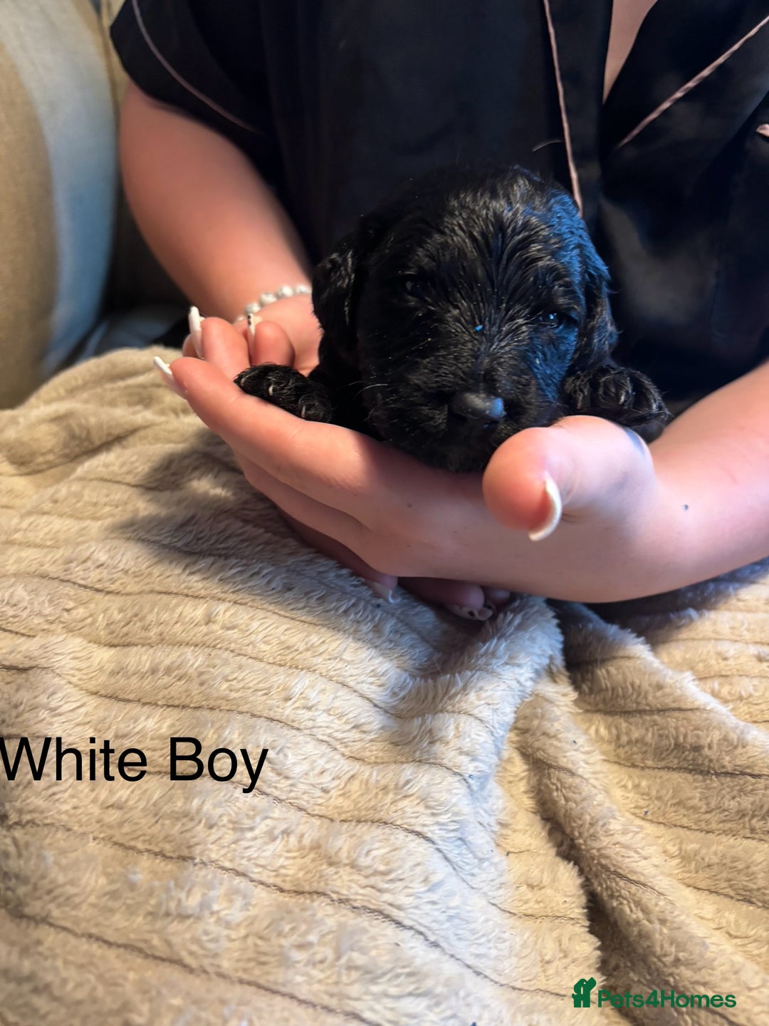 Goldendoodle dogs for sale: 12 Stunning Goldendoodles - Image 7