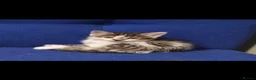 Mixed Breed cats for sale: 🩷 Tabby Kittens 🩷 - Advert 7