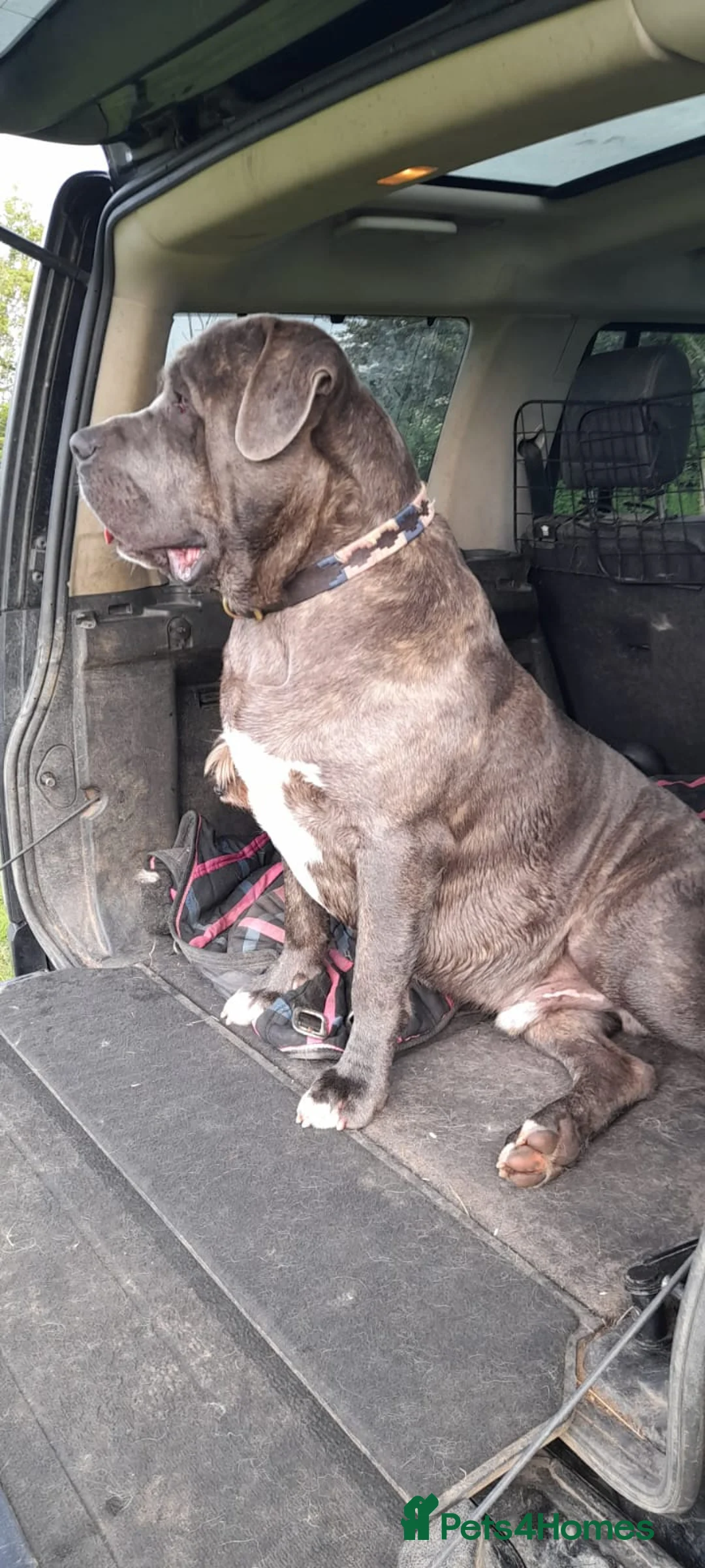 Cane Corso dogs for stud: Proven Cane Corso for stud in Leicester - Advert 15