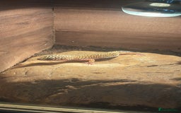 Leopard Gecko reptiles for sale: 2 leopard geckos with full vivarium and supplies - Image 2