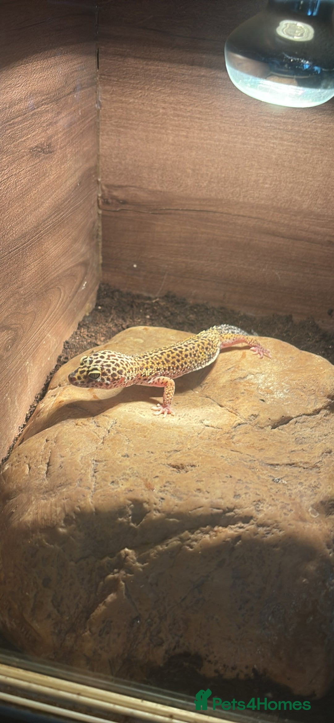Leopard Gecko reptiles for sale: 2 leopard geckos with full vivarium and supplies - Image 2