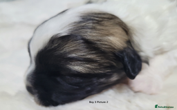 Mixed Breed dogs for sale: 🐶 Adorable La-Chon Puppies-Ready 1st December 🐶 - Image 9
