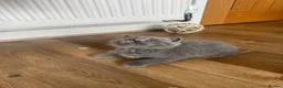 British Shorthair cats for sale: British Shorthair Teddy Bears 😻😻😻😻😻 - Advert 21
