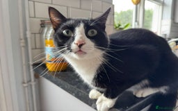 Domestic Shorthair cats for sale: 2 cats for rehoming - Image 1