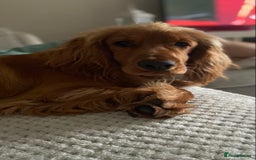 Cocker Spaniel dogs for stud: Working Cocker Spaniel in Bridgend - Image 7