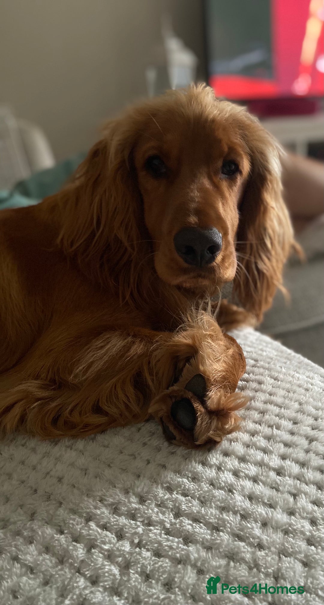 Cocker Spaniel dogs for stud: Working Cocker Spaniel in Bridgend - Image 7