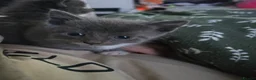 Mixed Breed cats for sale: 5 beautiful kittens  - Advert 6
