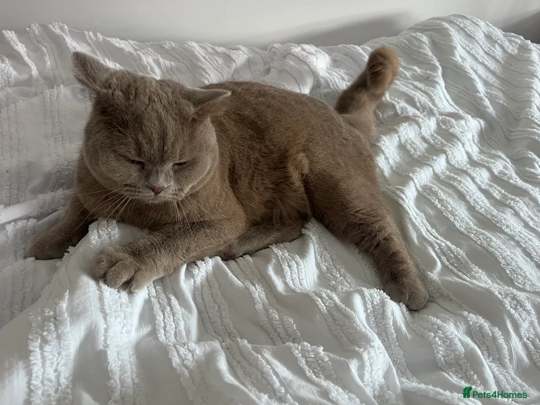 British Shorthair cats for sale: Beautiful neutered female cat - Advert 3