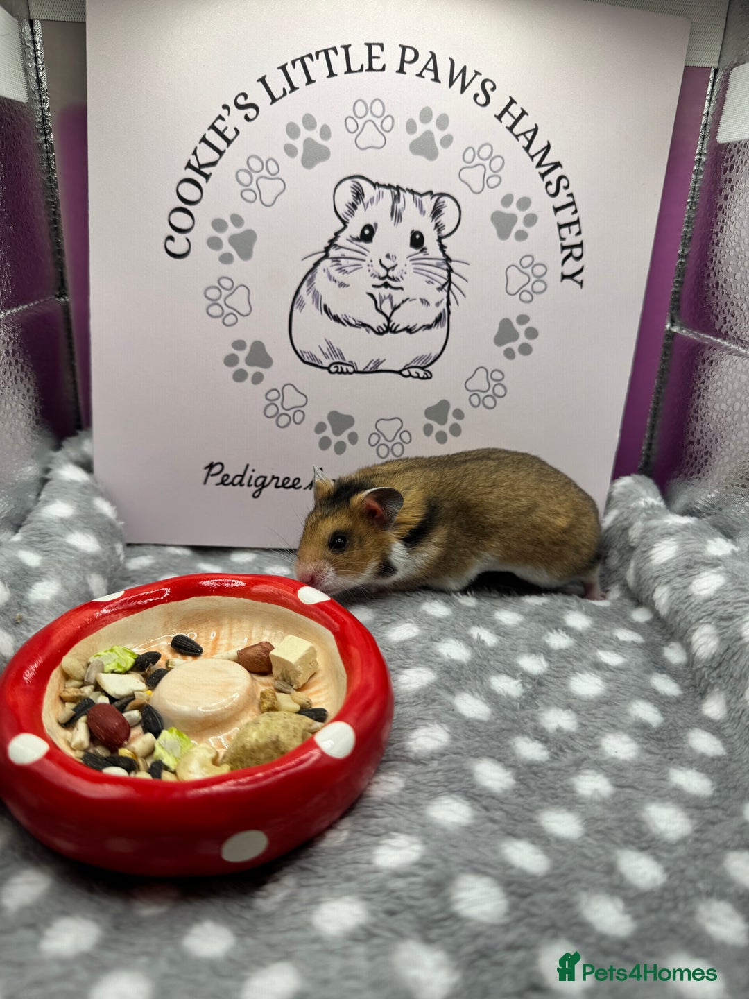 Hamster rodents for sale: Pedigree Syrian hamsters  - Advert 3