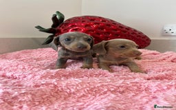 Miniature Dachshund dogs for sale: Stunning Mini Dachshund Puppies - Image 1