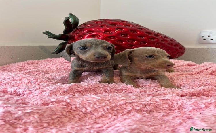 Miniature Dachshund dogs - Advert 3