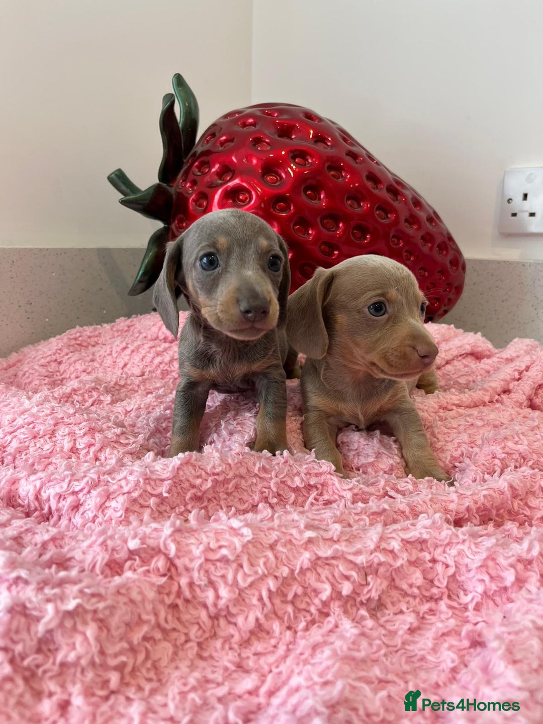 Miniature Dachshund dogs for sale: Stunning Mini Dachshund Puppies - Image 1