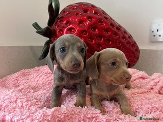 Miniature Dachshund dogs - Advert 20