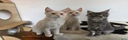 Maine Coon cats for sale: Three beautiful Maine Coon kittens - Advert 4