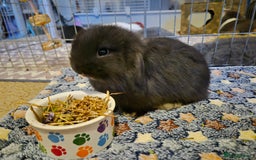 Mini Lop rabbits for sale: 💙 Baby Minilops Ready 25th💙  - Image 5