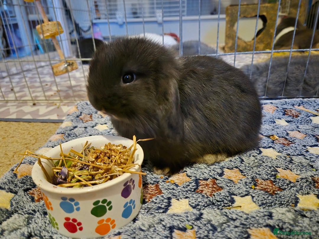 Mini Lop rabbits for sale: 💙 Baby Minilops Ready 25th💙  - Image 5