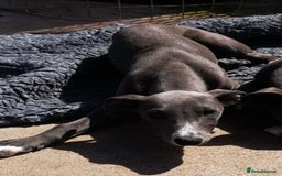 Whippet dogs for sale: Stunning quality blue whippets  - Image 9