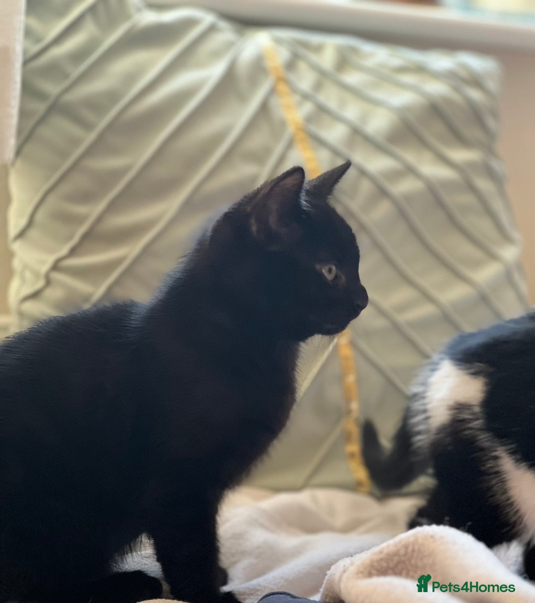 Domestic Shorthair cats for sale: 5 adorable mixed kittens, Russian Blue & Shorthair - Advert 24