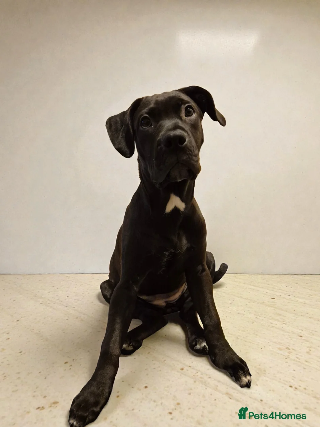 Mixed Breed dogs for sale: Bullmastiff Cross Puppies  - Advert 24