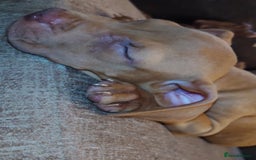 American Bull Staffy dogs for sale: Last 2 baby boys needing their forever home - Image 6