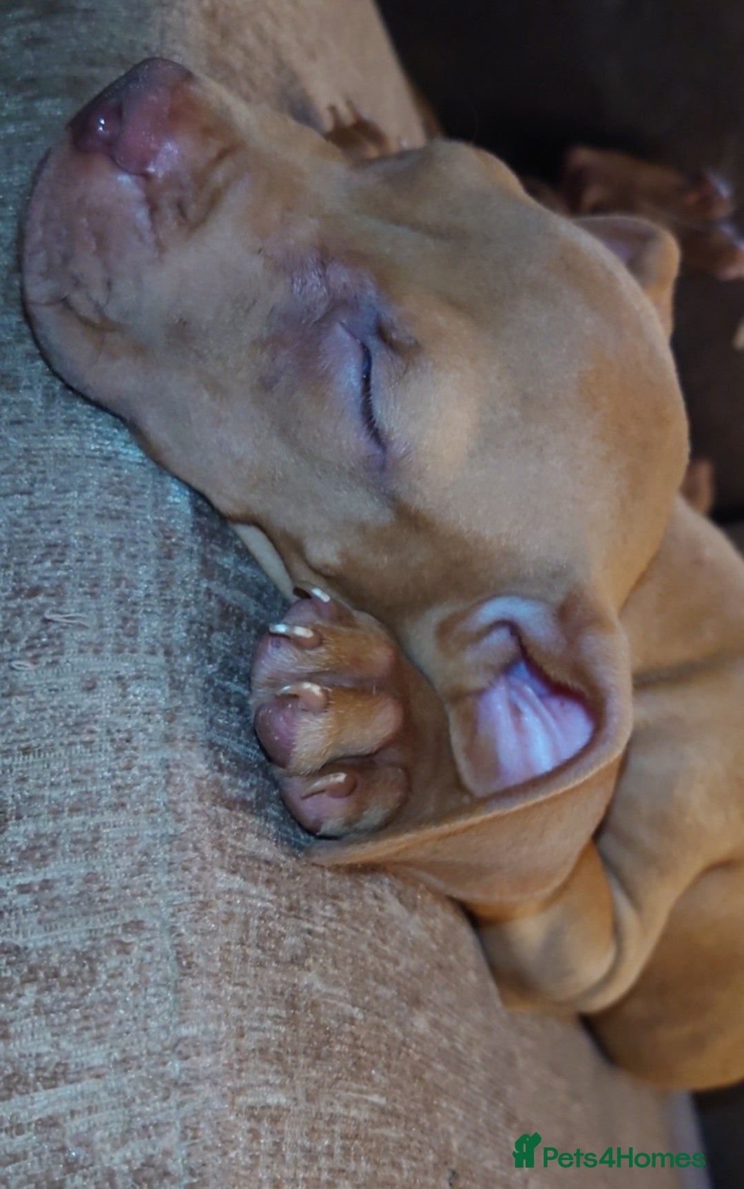 American Bull Staffy dogs for sale: Last 2 baby boys needing their forever home - Image 6