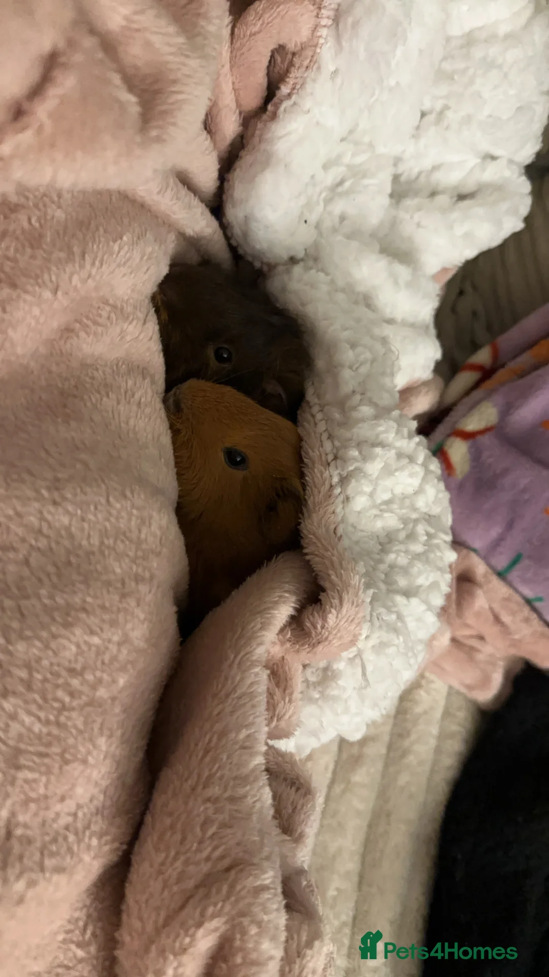 Guinea Pig rodents for sale: 2 guineapigs and cage for sale  - Advert 3