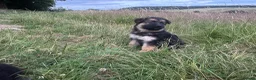 German Shepherd dogs for sale: Long haired German shepherd puppies  - Advert 3