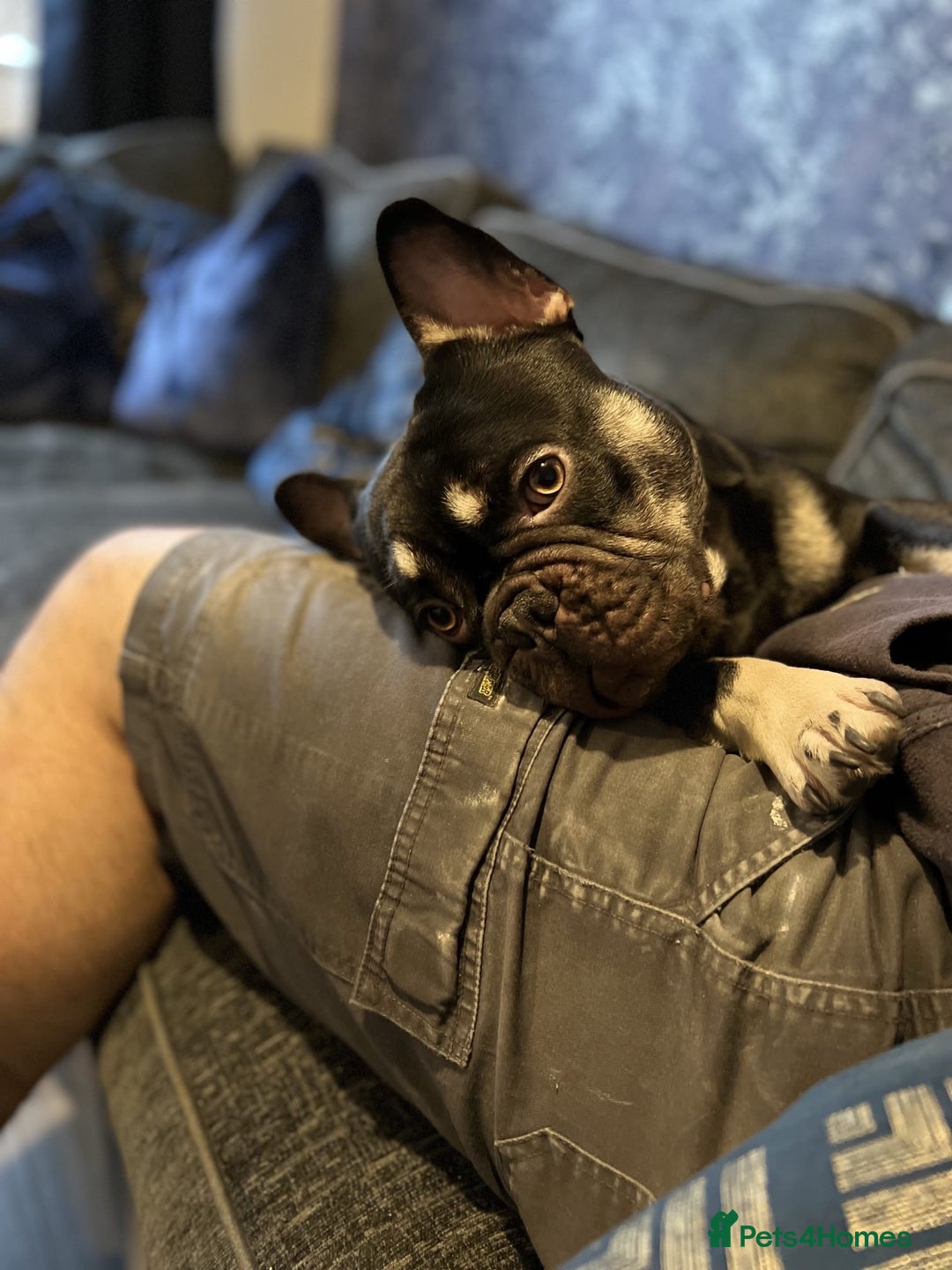 Mixed Breed dogs for sale: American french bully  - Advert 4