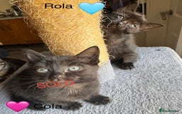 Domestic Shorthair cats for sale: Tuxedo and Tabby and White Kittens - Image 4