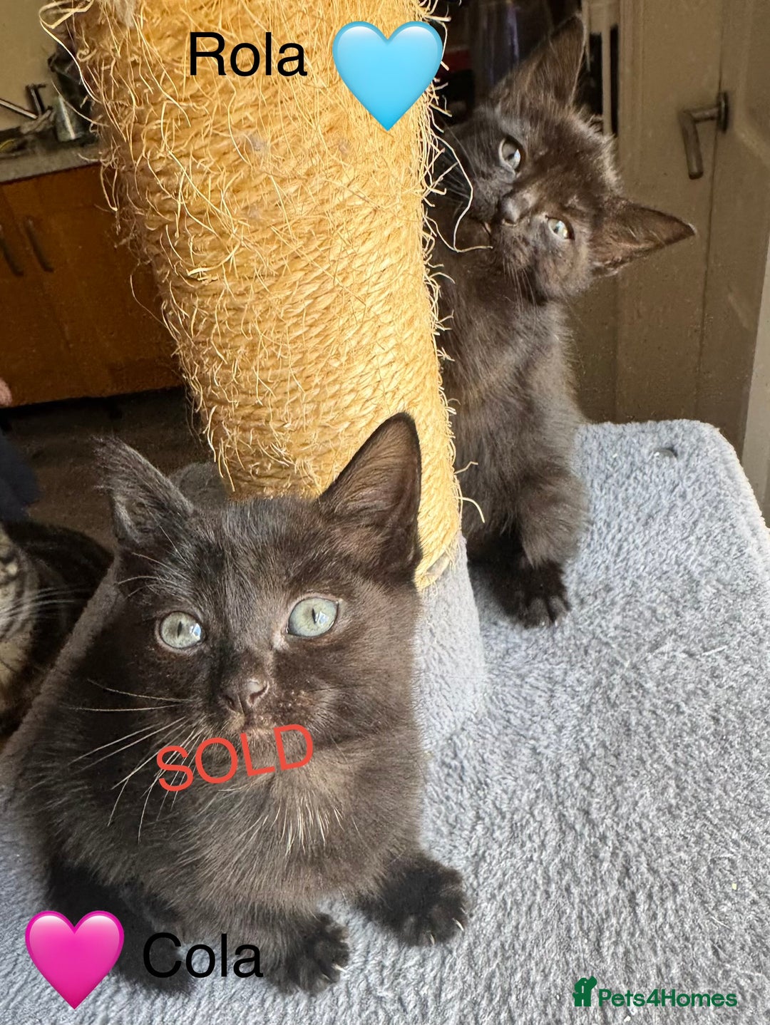 Domestic Shorthair cats for sale: Tuxedo and Tabby and White Kittens - Image 4