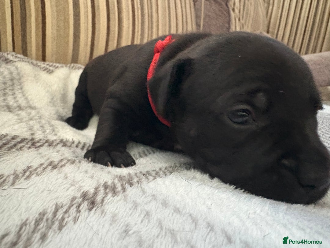 Staffordshire Bull Terrier dogs for sale: 8 Staffordshire Bull Terriers  - Image 12